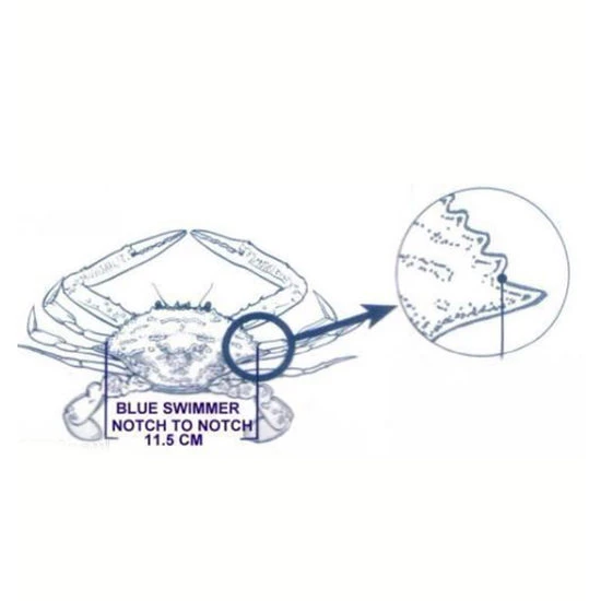 Surecatch Crab Measure For Muddies & Sandies-New Crab Ruler/Gauge 6 Surecatch Crab Measure For Muddies & Sandies-New Crab Ruler/Gauge - Image 4