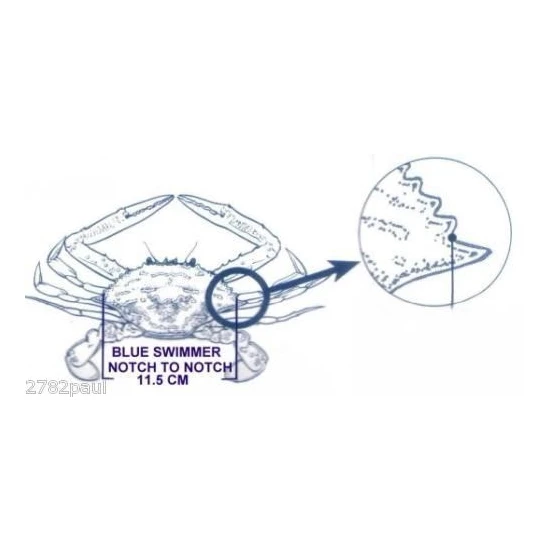 Surecatch Crab Measure For Muddies & Sandies-New Crab Ruler/Gauge 7 Surecatch Crab Measure For Muddies & Sandies-New Crab Ruler/Gauge - Image 5