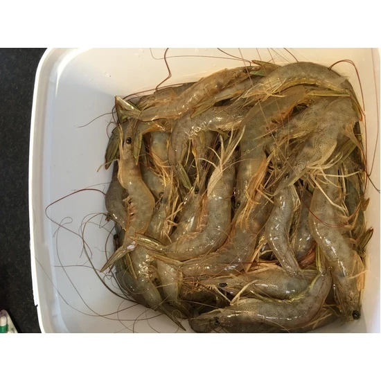 12ft Wilson Pro Cast Top Pocket Cast Net-Standard Mono Cast Net With 1 Inch Mesh 9 12ft Wilson Pro Cast Top Pocket Cast Net-Standard Mono Cast Net With 1 Inch Mesh - Image 7